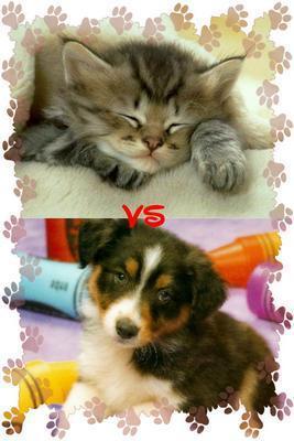 alors chien ou chat!!